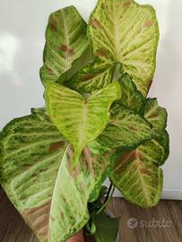 singonium milk confetti 