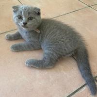 Gattini Scottish Fold