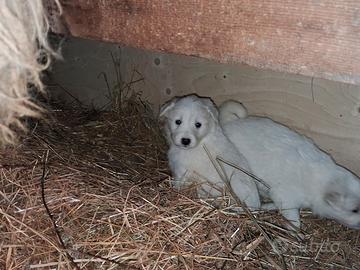 Cuccioli di maremmano