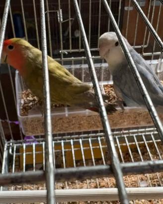 Inseparabili coppia riproduttiva