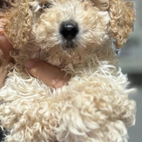 Barboncino toy e mini toy champagne