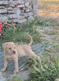 Graziosi cuccioli