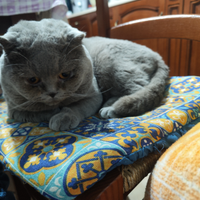 Micetti di gattini British shortair