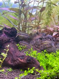 Pelvicachromis taeniatus, nigerian red