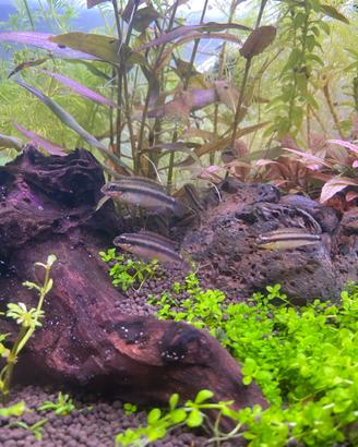Pelvicachromis taeniatus, nigerian red