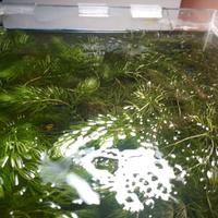 Pianta da acquario galleggiante ceratophyllum