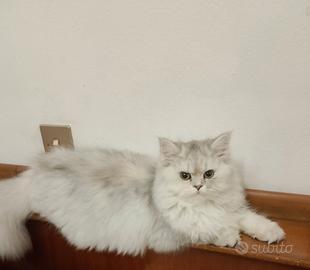 Persiano cincilla biancho