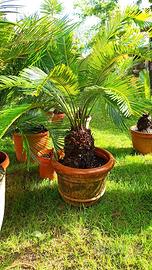 Cycas in vaso