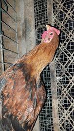 Galletti marans
