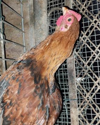 Galletti marans