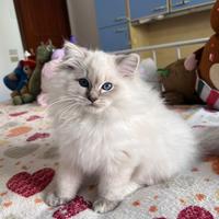 Ragdoll con pedigree