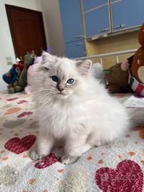Ragdoll con pedigree