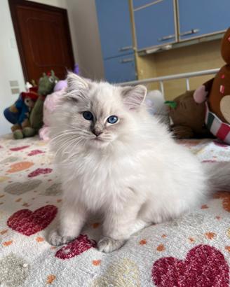 Ragdoll con pedigree