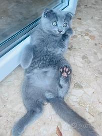 Gatti scottish fold e straiht