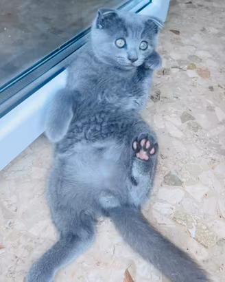 Gatti scottish fold e straiht