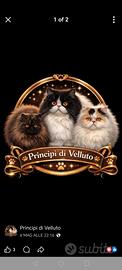 Cuccioli Persiani