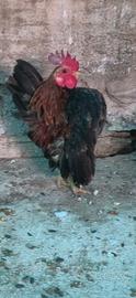 Gallinelle Serama Malese