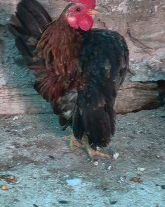 Gallinelle Serama Malese