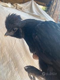 Galline di piccola taglia mix moroseta