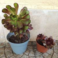 Piante di aeonium arboreum