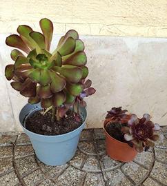 Piante di aeonium arboreum