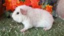 cavia-us-teddy