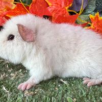 Cavia US Teddy