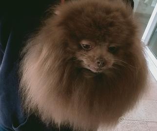 Spitz Pomerania linea ucraina