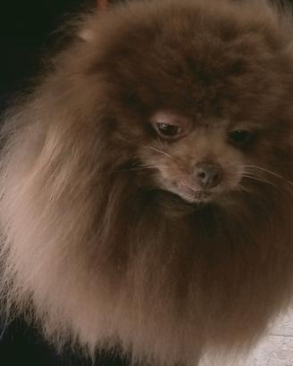 Spitz Pomerania linea ucraina per monta