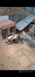 Galline,anatre