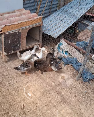 Galline,anatre