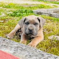 Cane Corso Occhi Azzurri Formentino