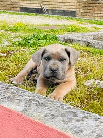 Cane Corso Occhi Azzurri Formentino