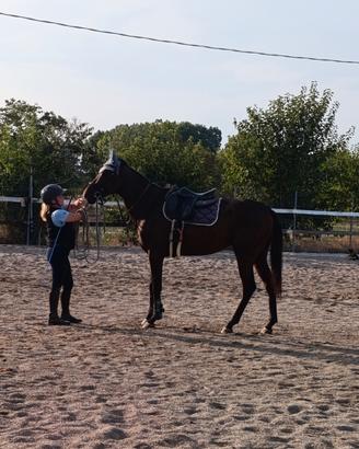 Cavallo castrone