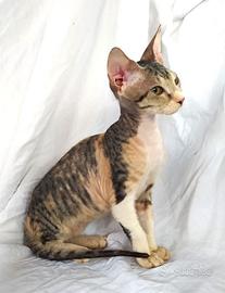 Gattina don sphynx 3m tortie tabby