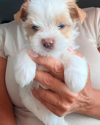 Cuccioli Biewer Yorkshire terrier