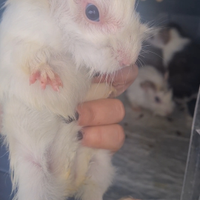 Cavie/porcellini d India