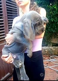 Alano/Alani cuccioli