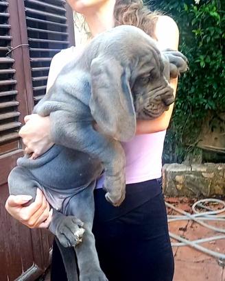 Alano/Alani cuccioli