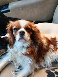 Cavalier king spaniel charles femmina