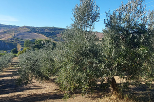 Terreno agricolo