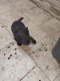 Gattini ?