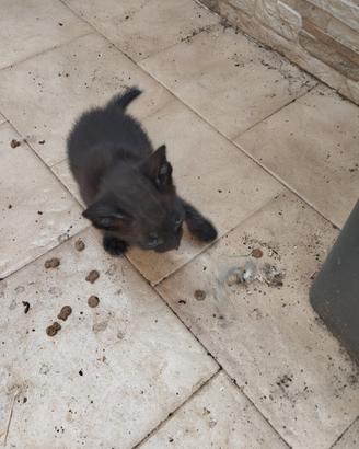 Gattini ?