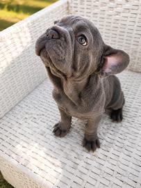 Cuccioli di Bulldog Francese Esotico