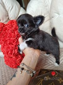 Chihuahua maschietto mini