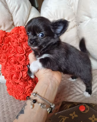 Chihuahua maschietto mini