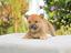 Immagine 11
