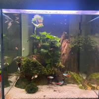 Acquario 90L