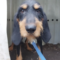 RUDY, 4/5anni. Un'anima buona, aspetta solo te