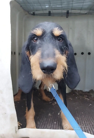 RUDY, 4/5anni. Un'anima buona, aspetta solo te